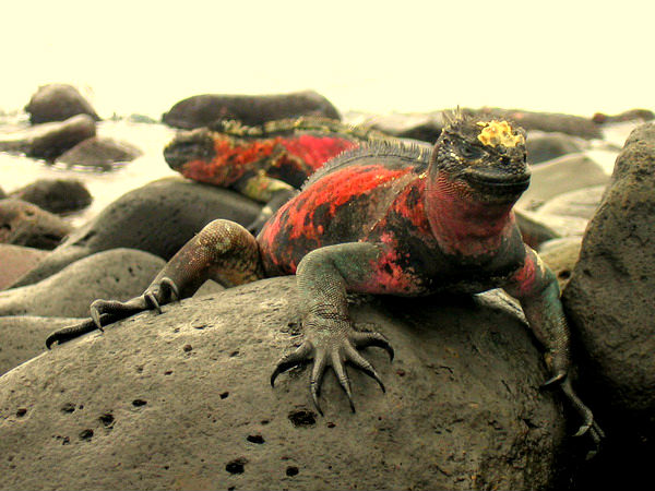 Galapagosskie_ostrova_iguana