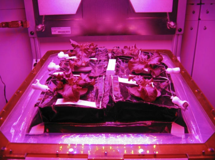 NASA_veggie_project_3