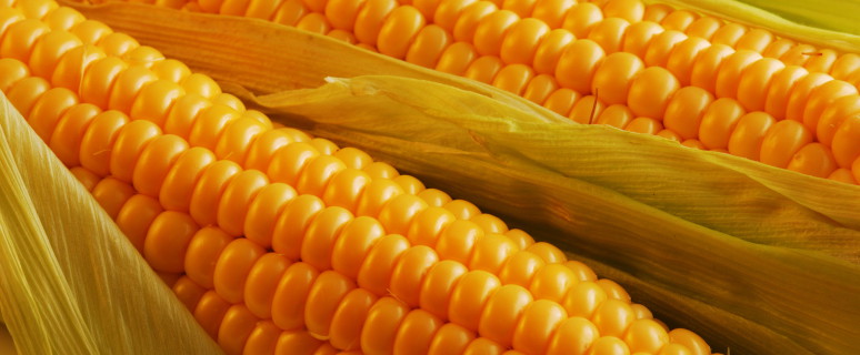 Corn